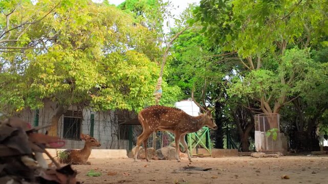 Young buck searching for food in urban Trincomalee Deer Park, Sri Lanka