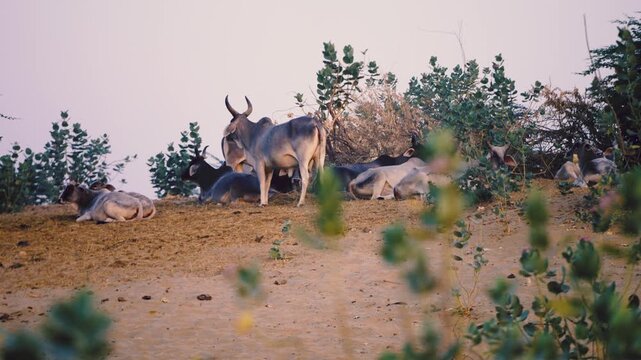 Traditional big-horned cattle resting in the arid landscape of the Tharparkar desert region, Sindh, Pakistan.