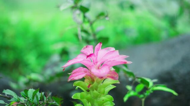 4K Closeup Macro shot of pink colored flower of Wild Turmeric Herb growing in the western ghats during the monsoon season as seen in the Sahyadri hills of Maharashtra, India. Natural background.