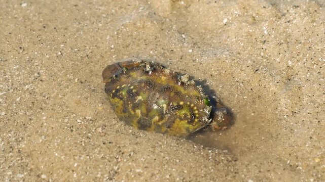 Slow push in shot, bright diffused daylight, green crab Carcinus maenas burrowing into sandy shallows, Brittany coast France, calm natural mood.