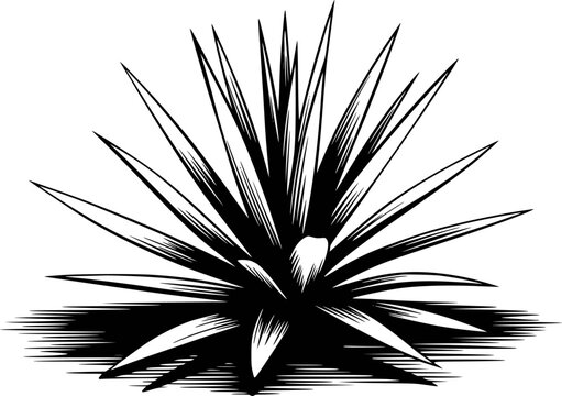 Black and white stylized agave plant with sharp leaves and shadow succulent desert
