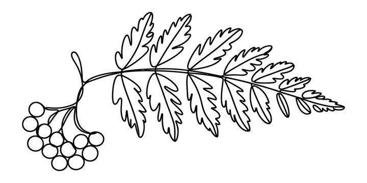A simple black and white line drawing of a rowan branch featuring leaves and a cluster of berries Vector, illustration