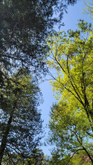 Fototapeta premium 木の分かれ目・青空を眺める／Looking at the blue sky at the fork in the trees／나무의 갈라진 눈과 푸른 하늘을 바라본다