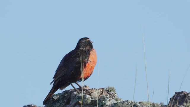 Long-tailed meadowlark (Leistes loyca) perched on a rock and singing in open grassland under clear blue sky.