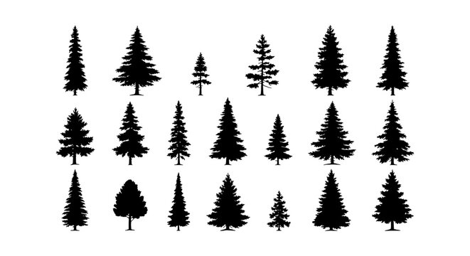 Pine tree silhouette collection, 20 evergreen forest conifer icons, black spruce and fir tree vector set for outdoor nature landscape design