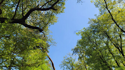Obraz premium 木の分かれ目・青空を眺める／Looking at the blue sky at the fork in the trees／나무의 갈라진 눈과 푸른 하늘을 바라본다