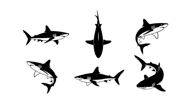 Great white shark vector silhouettes, set of 6 predatory shark icons, black and white marine animal illustrations for fishing logos and ocean graphics
