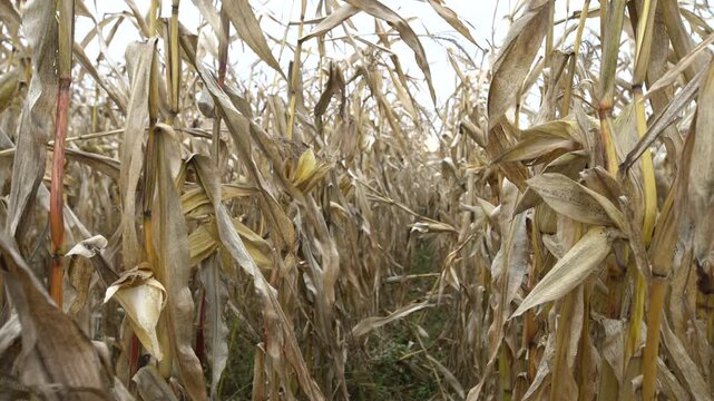 Walking through a cornfield filled with dried corn plants while preparing for harvest, capturing the essence of fall agriculture.