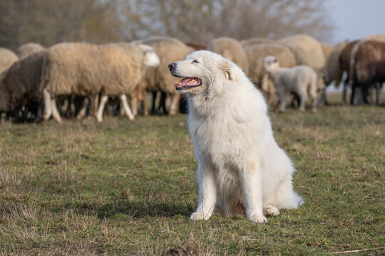 The picture shows a large white herding dog, likely a Great Pyrenees or Maremma Sheepdog