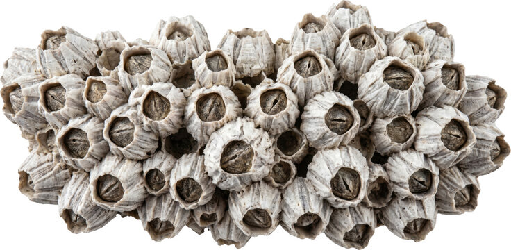Cluster of natural sea barnacles isolated on transparent background