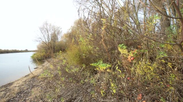 Footsteps along a riverbank show trees and plants with changing leaves. The water reflects the sky and the environment shifts slowly.