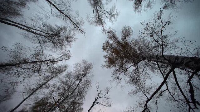 A group of tall trees stands in a forest under a cloudy sky. Leaves are changing colors as autumn arrives.