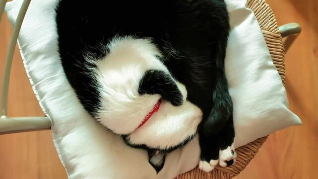 A black and white furred kitten filmed from above sleeping crouched in a chair. The video was filmed in an apartment, filming a beautiful cat