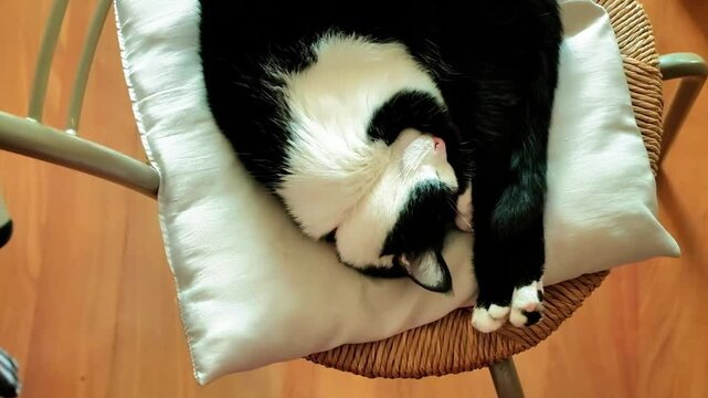 A black and white furred kitten filmed from above sleeping crouched in a chair. The video was filmed in an apartment, filming a beautiful cat