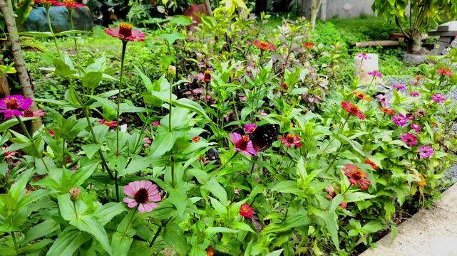 vibrant patch of Zinnia flowers in the garden. A dark butterfly is visible feeding on nectar from one of the zinnia flowers. 