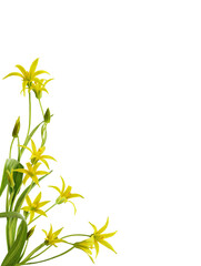 Yellow Gagea lutea flowers, bud and leaves in a corner arrangement isolated on white or transparent...