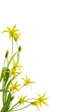 Yellow Gagea lutea flowers, bud and leaves in a corner arrangement isolated on white or transparent background