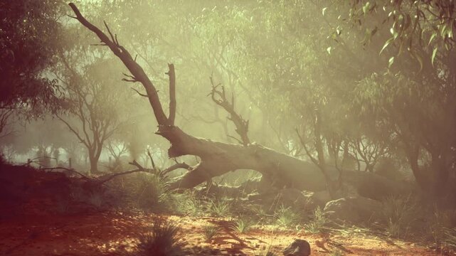 Mossy sunlit clearing with twisted branches and soft backlight, golden particles in air, textured forest floor with scattered stones, evocative scene