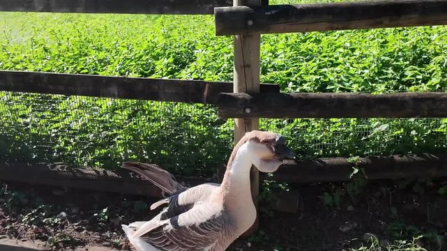 Goose Walking Near Wooden Fence in Mauritius Farm 4K | Osmo Pocket 3