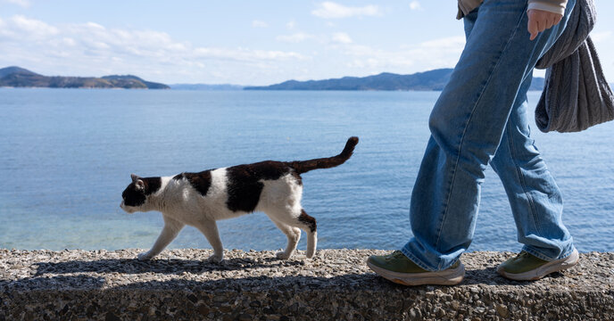 堤防を一緒に歩く猫と人	