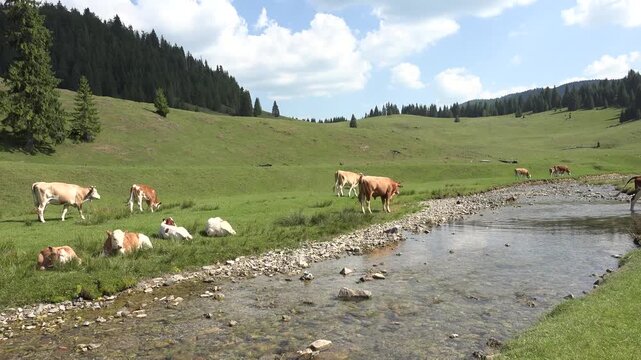 Cows by River in Mountains, Cattle Drinking Spring Water, Domestically Animal Bathing, Countryside, Rustically View