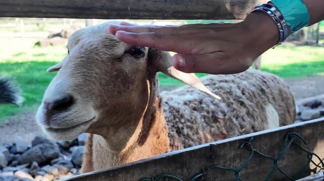 Sheep Being Petted by Hand Close-up in Mauritius Farm 4K | Osmo Pocket 3