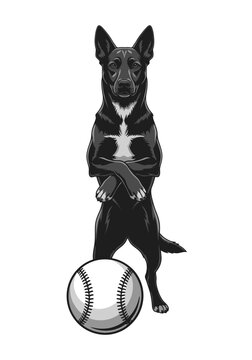 Illustration of a confident dog standing with arms crossed next to a baseball Isolated on transparent background