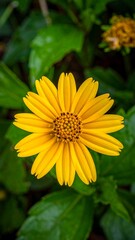 Obraz premium Close-up of a vibrant yellow flower with dark center, surrounded by green leaves