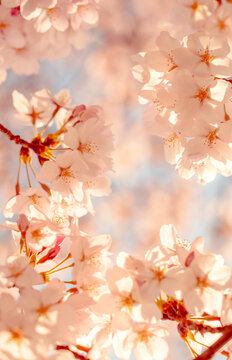 Cherry blossom background. 桜の背景	
