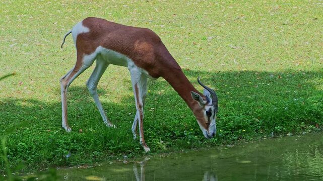 Dama gazelle, Gazella dama mhorr or mhorr gazelle is a species of gazelle. Lives in Africa in the Sahara desert and the Sahel, browses on desert shrubs and acacia and it eats rough grasses in drought