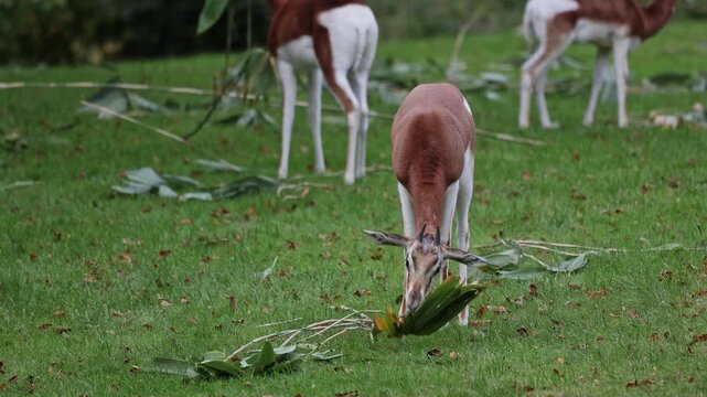 Dama gazelle, Gazella dama mhorr or mhorr gazelle is a species of gazelle. Lives in Africa in the Sahara desert and the Sahel, browses on desert shrubs and acacia and it eats rough grasses in drought