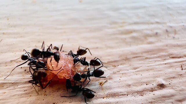 Macro footage of black ants swarming over a dead insect on a wooden surface, showing feeding behavior and coordinated movement as they break down organic matter in a natural environment.