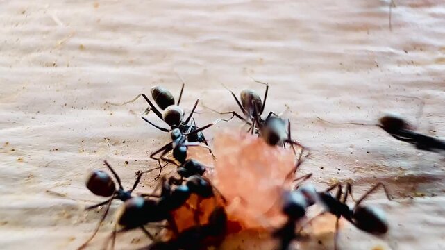 Macro footage of black ants swarming over a dead insect on a wooden surface, showing feeding behavior and coordinated movement as they break down organic matter in a natural environment.
