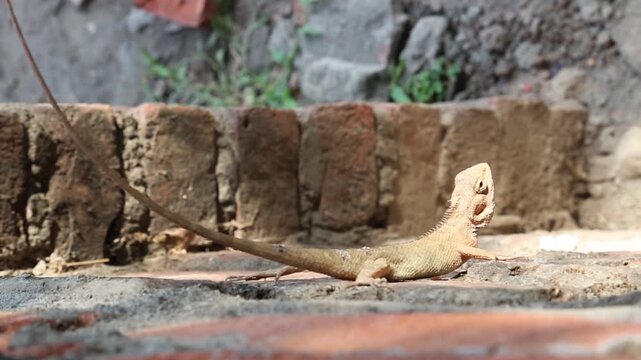 Closeup of a small lizard resting on a brick wall, capturing natural wildlife behavior, texture, and outdoor environment in daylight.
