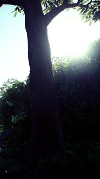 Sunlight streams through the branches of trees in a forest. The scene shows a mix of light and shadow. It is early morning and nature is waking up with soft light filtering through leaves.