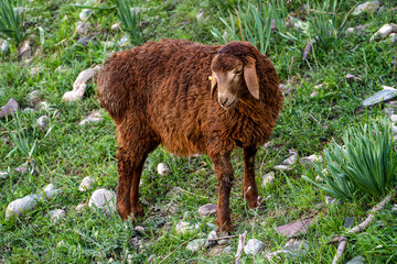 Young brown fat-tailed sheep standing on green grass with long hanging ears. Portrait of a domestic sheep with curly brown wool on a hillside at sunset. © Dina Luk