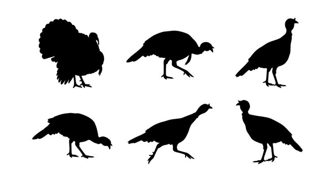 Turkey silhouette collection with 6 vector elements, wild turkey bird shapes for Thanksgiving design, black poultry silhouettes on white background