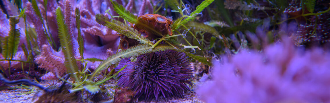 Beautiful Purple Death Palythoas under the sea water surface.
