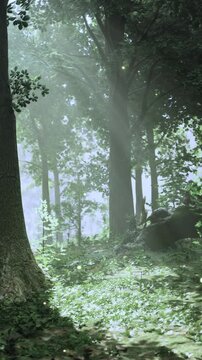 Sunlight filters through tall trees in a forest. The ground is covered with green leaves and plants as mist hangs in the air. The scene shows a peaceful and quiet natural area.