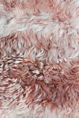 Fototapeta premium Macro close-up of plush, curly fur in soft pink blush and cream tones, highlighting its rich texture and natural waves. Cozy aesthetic photography, textural art, and serene visual compositions.