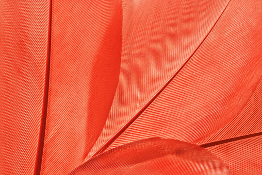 Nature pattern of red bird feathers, beautiful natural texture with delicate detail, feather close up. Bright plumage macro photo. Gradient vivid color, natural geometric lines beauty-inspired visual.