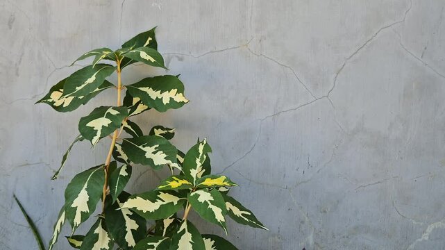 Variegated Caricature Plant (Graptophyllum Pictum) Growing Against Textured Gray Concrete Wall