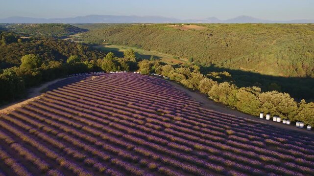 Aerial view of lavender field with beehives in Provence. Valensole Plateau, Verdon Regional Natural Park, Alpes-de-Haute-Provence (Alps), France