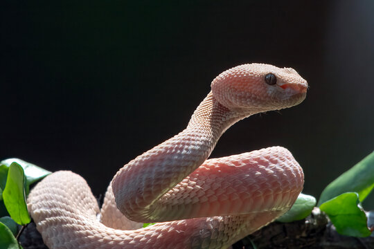 Albino Mangrove Pit Viper curling up among the dense leaves