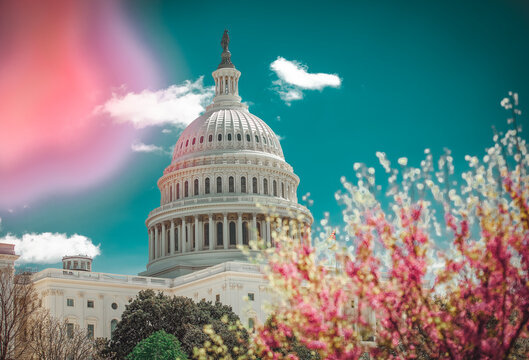 The US Capitol Building in Washington DC amidst cherry blossoms