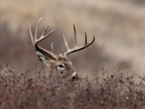Ten Point Whitetail Buck Peers over Low Brush in Montana
