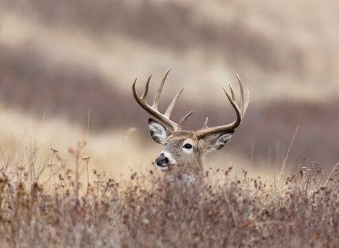 Trophy  Buck Whitetail Deer Peers over Brushy Foreground