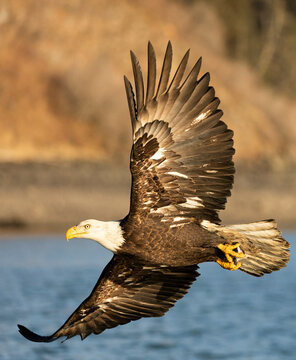 Bald Eagle with Shore and Cliff Background Alaska