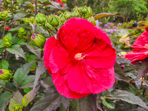 Crimson Hibiscus Bloom