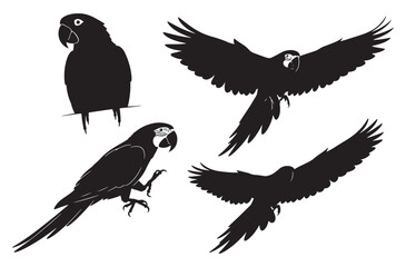 Obraz premium Macaw parrot silhouette collection with flying and perched tropical birds black bird outlines set isolated on transparent background for exotic jungle nature wildlife design project